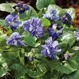 Viola Lady Hume Campbell Fm 14242571pa 15 - Garden Express Australia