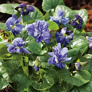 Viola Lady Hume Campbell