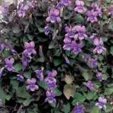 Viola Labradorica 2013 - Garden Express Australia