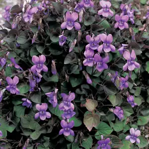 Viola Labradorica Viola Labradorica