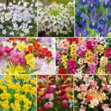 Warm Climate Collection 2026 Colwclcol - Garden Express Australia