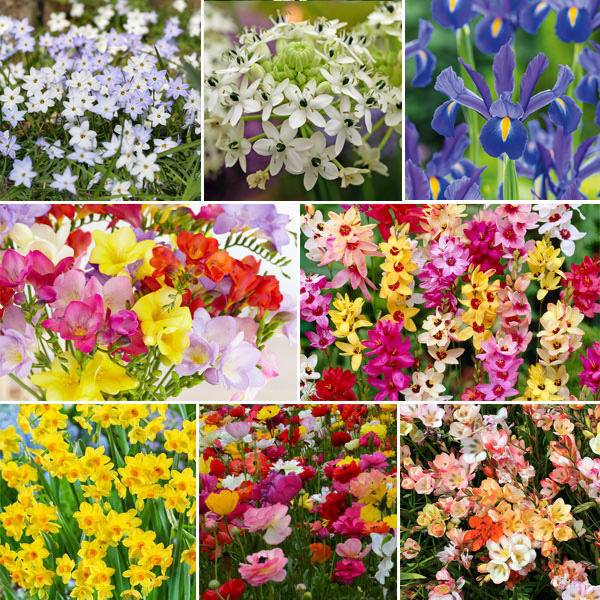 Warm Climate Collection