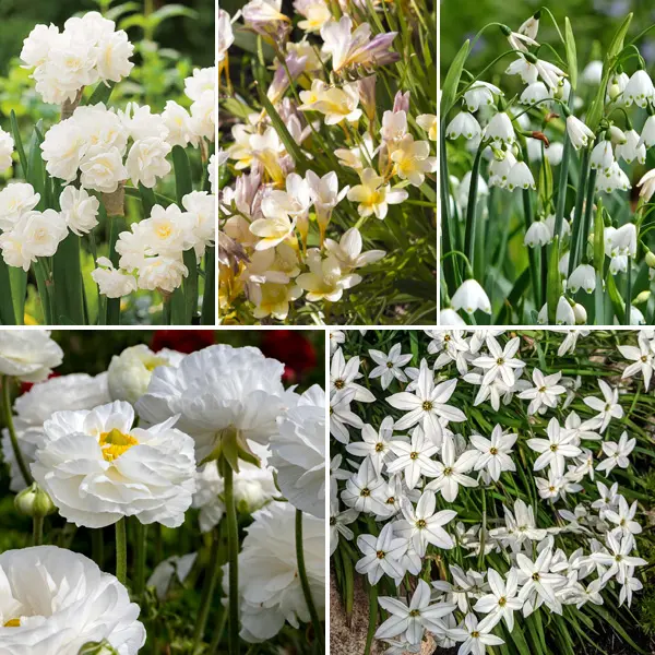 Wickedly White Collection Wickedly White Collection