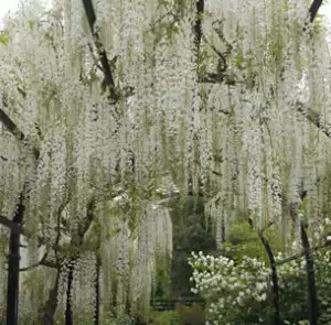 Solomons Seal Growing Guide Wisteria Floribunda Alba 12 - Garden Express Australia
