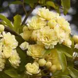 Yellow Banksia Rose 14 - Garden Express Australia