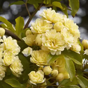 Yellow Banksia Rose
