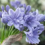 Top 10 Shade-loving Plants Agapanthus Double Delight Plaagadde 2020 - Garden Express Australia