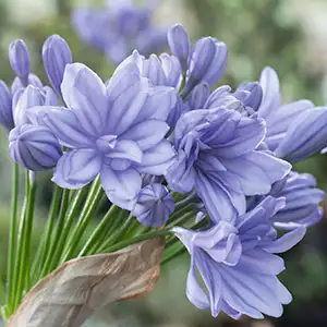 Agapanthus Double Delight