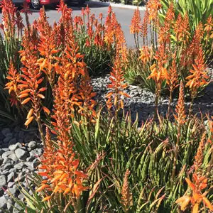 Aloe Andreas Orange (pbr)