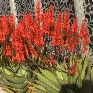 Aloe Big Red Plaalobre - Garden Express Australia