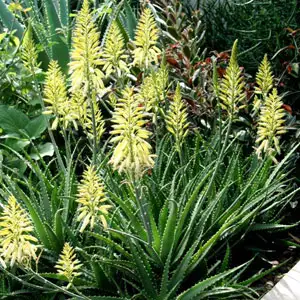 Aloe Bush Baby Yellow (pbr) Aloe Bush Baby Yellow (pbr)
