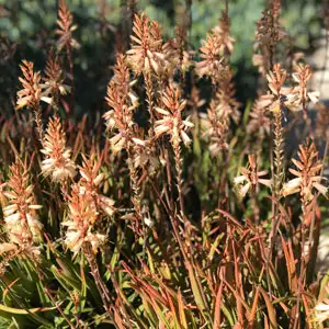 Aloe Fairy Pink (pbr) Aloe Fairy Pink (pbr)