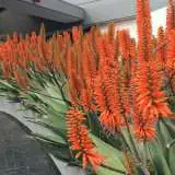 Aloe Outback Orange 2019 Plaalooor - Garden Express Australia