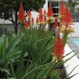 Aloe Venus 2019 Plaaloven - Garden Express Australia