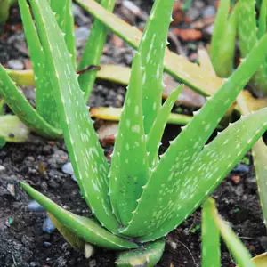 What Is A Succulent? Aloe Vera Pplalover - Garden Express Australia