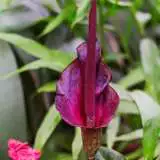 Amorphophallis Konjac Pkamokon - Garden Express Australia