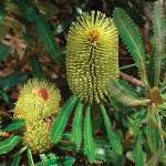 Banksia Serrata Lpobanser 2020 - Garden Express Australia