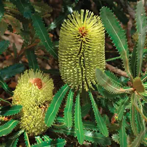 Banksia Serrata Banksia Serrata