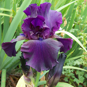 Bearded Iris Superstition