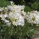 Belladonna Lily White Belladonna Lily White