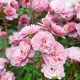 Bonica 2019 Rosfbon - Garden Express Australia