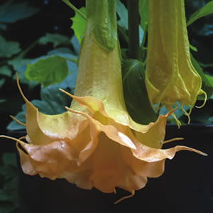 BRUGMANSIA CLEMENTINE - Garden Express