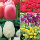 Coltultco Tulip Triumph Coll Bold Colours 2021 - Garden Express Australia