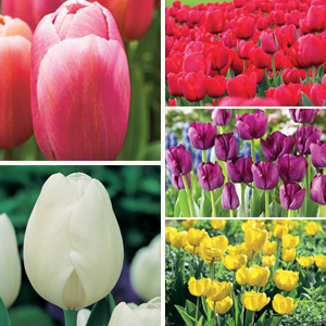 Tulip Triumph Collection-bold Colours