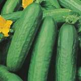 Seed – Cucumber Lebanese