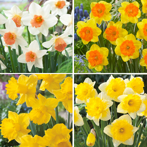 DAFFODIL DOUBLE COLLECTION 1 - Garden Express