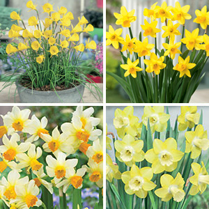 Daffodil Mini Collection Garden Express