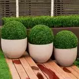 Dutch Box 2019 Lpodutbox - Garden Express Australia