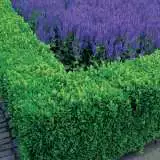 English Box 2019 Lpoengbox - Garden Express Australia