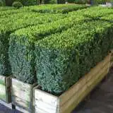 English Box 2019 Summer Lpoengbox - Garden Express Australia