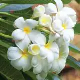 Frangipani Obtusa 2019 Pplfraobt - Garden Express Australia