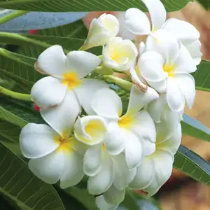 Frangipani Obtusa- Singapore White