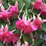 Fuchsia Priscilla Anne-louise