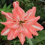 Hippeastrum Lady Jane Pkhiplja - Garden Express Australia