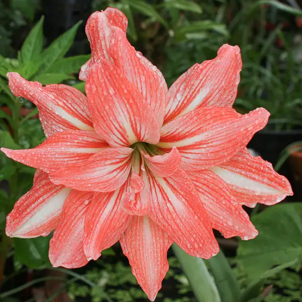 Hippeastrum Lady Jane
