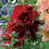 Hollyhock Spring Celebrities Crimson 18 Pplholscc - Garden Express Australia