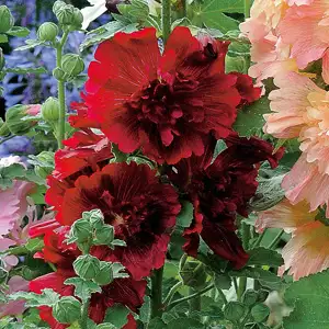 Hollyhock Spring Celebrities Crimson