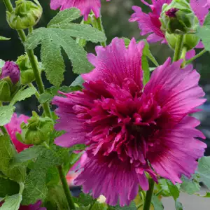 Hollyhock Spring Celebrities Purple