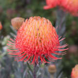 Leucospermum So Exquisite Ppllspsex - Garden Express Australia