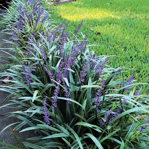 Liriope Evergreen Giant