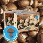 Mushroom Kit White