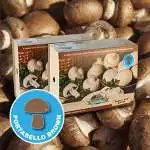 Mushroom Growing Guide Mushroomkits Brown - Garden Express Australia