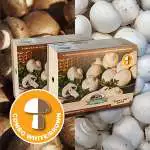 Mushroom Growing Guide Mushroomkits Combo - Garden Express Australia
