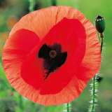 Seed – Poppy Flanders Red Remembrance