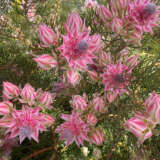 Pretty N Pink1 - Garden Express Australia