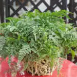Best Gardening Gifts For Him Rabbits Foot Fern Pplrabffe - Garden Express Australia